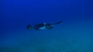 Dive 19 - Pajara - 07072019