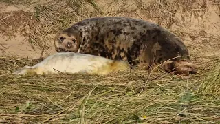 Grey Baby seal pups from Donna Nook in November 2023