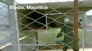 Primate trade exposed by NAVS in Mauritius: How the nightmare begins