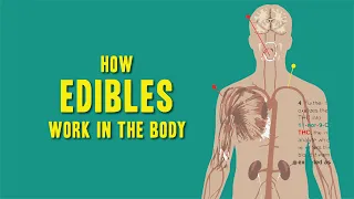 How Edibles Work in the Body - Pe275