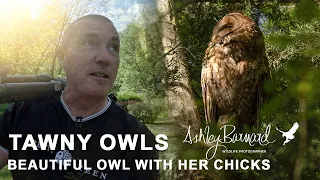 Tawny Owls - Bonus Video This week