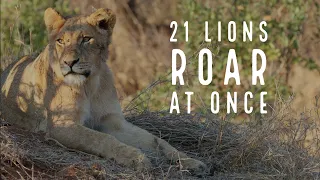 Entire Super Pride of 21 Lions Roar Together. Turn up the volume!