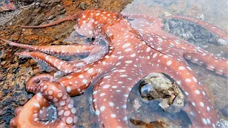 Octopus & There are so many octopuses on the beach that I can’t finish them all