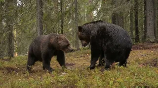 Fighting Brown Bears Finland