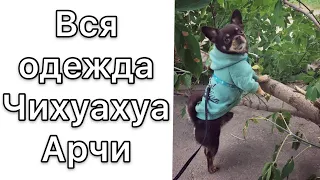 Вся одежда Чихуахуа Арчи. Примерка и рекомендации