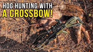 Hog Hunting with a Crossbow - TenPoint Turbo S1