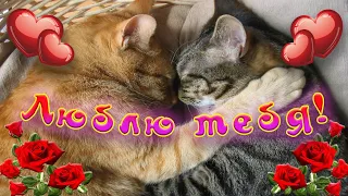 Люблю Тебя! 💖Ты - Мой Мир!✨💝😻 Отправь Любимым! 💌