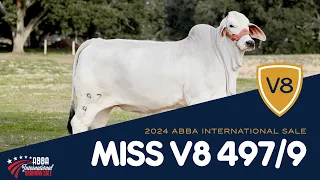 Miss V8 497/9 Brahman Heifer Selling In 2024 ABBA International Brahman Sale