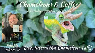 Chameleon LIVE Session!