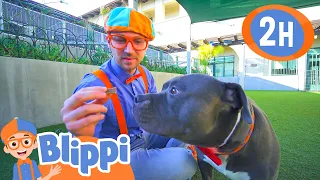 Blippi Visits an Animal Shelter | Blippi - Kids Playground | Educational Videos for Kids