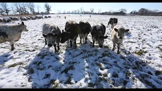 Adaptive Grazing 101: How to Get Through the Year on Forages