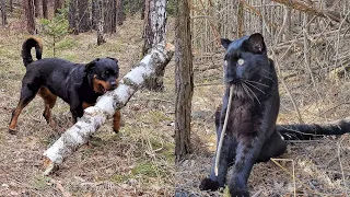 🐆🐕‍🦺 Rottweiler Venza taught Panther Luna to bite sticks. 🌲🌳 Funny cats and dogs compilation video