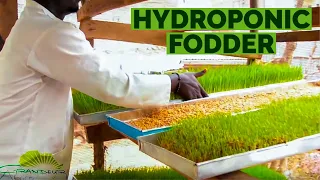 The ‘step by step’ of how to grow hydroponic barley/wheat fodder in Africa