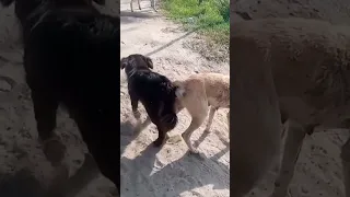 Dog and dog having sex