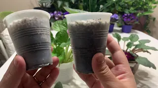 Update from the Video  "Easiest way to Propagate African Violets (Works 100%)"