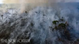 Why Is the Amazon Burning, and What’s Next? | The New Yorker