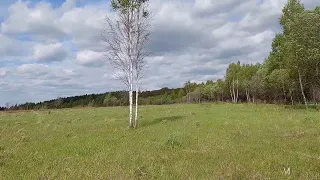 Поле и опушке леса за деревней. Панорама