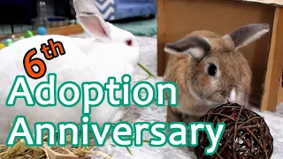 RABBIT ADOPTION ANNIVERSARY - 6 year anniversary with the bunnies