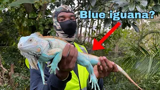 Super Rare Albino Blue iguana Caught! Catch & Cook! Trapping invasive Florida iguanas!