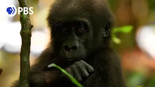 Baby Gorilla Ventures Out