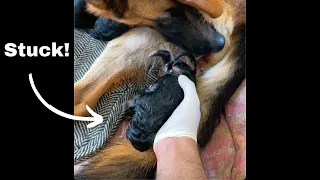 Dog Giving Birth To Her First Litter! German Shepherd Puppies Born