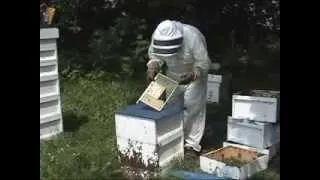 Видео-инструкция. Система Никот для вывода качественных пчелиных маток.