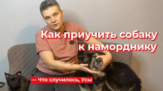 Что случилось, Усы? Как приучить собаку к наморднику