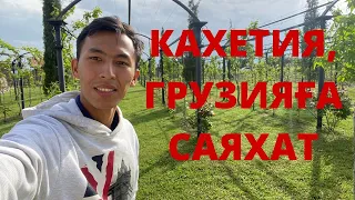 Кахетия, Грузияға саяхат. Жиһанкез Данияр.