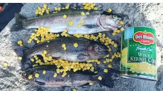 Catching Rainbow Trout with Canned Corn!