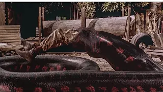 Гигантская змея очень голодна и охотиться за людьми