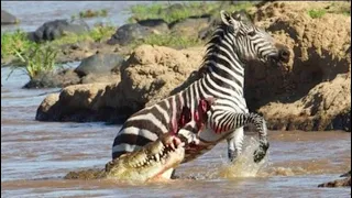 Top Deadly Crocodile vs Zebra Moments (bloody) *Graphic Content*