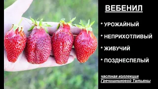 ВЕБЕНИЛ позднеспелый сорт клубники