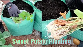 Growing Sweet Potatoes In Dollar Tree Grow Bags For Vegetables/Brokefarmer Video Blog