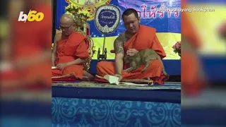 Must See: Cute Cat Interrupts Praying Buddhist Monk