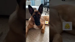 Хочу шоб у мене тоже був огород 🐾