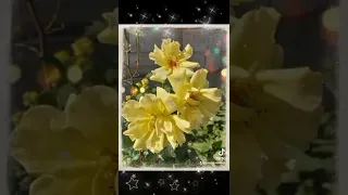 Доброе утро друзья ❤Красивая музыкальная открытка 👍🌹🌹🌹🌹🌹#красивая мелодия#