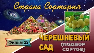 Страна Сортария Фильм 22 Черешневый сад. Подбор сортов.