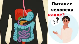 Питание Человека Какое?