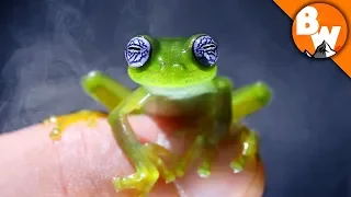 Do You Believe in Ghost Frogs?