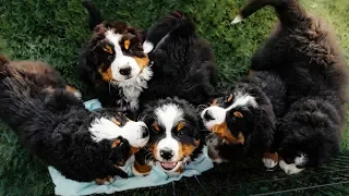 PUPPY PARADISE!! Life with 14 Bernese Mountain Dogs!! Ep.2 || vlog009