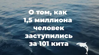 Китовая тюрьма – 1 год после освобождения всех животных