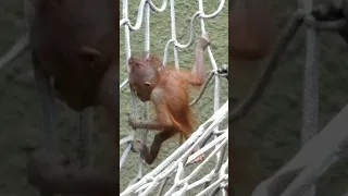 Baby Orangutan First Time Climbing !! #shorts