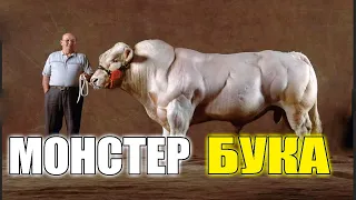 ( ТОП - 5) #3 ОЛИМЛАР ЯРАТГАН ХАЙВОНЛАР/OLIMLAR  YARATGAN HAYVONLAR