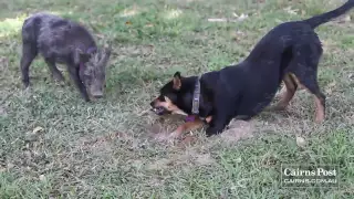 Dog best friends with wild Pig