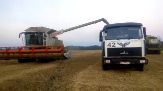 Неймовірно чудові жнива з комбаїнами CLAAS LEXION 770, 760 TERRA TRAC