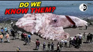 Do Colossal Squid Attack Submarines and Eat Whales?