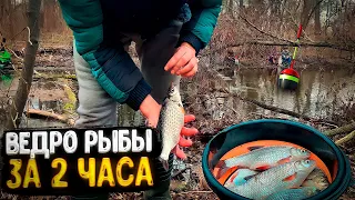 МОЯ ЛУЧШАЯ РЫБАЛКА!ПОПАЛ НА РАЗДАЧУ КРУПНОЙ ПЛОТВЫ.