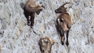 Amazing Footage: Goats Climbing on a Near-Vertical Dam | National Geographic