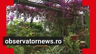 Plantele exotice, atracția turistică din Galați