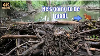 Unclogging the Hudson River Culvert by Removing a Huge Beaver Dam